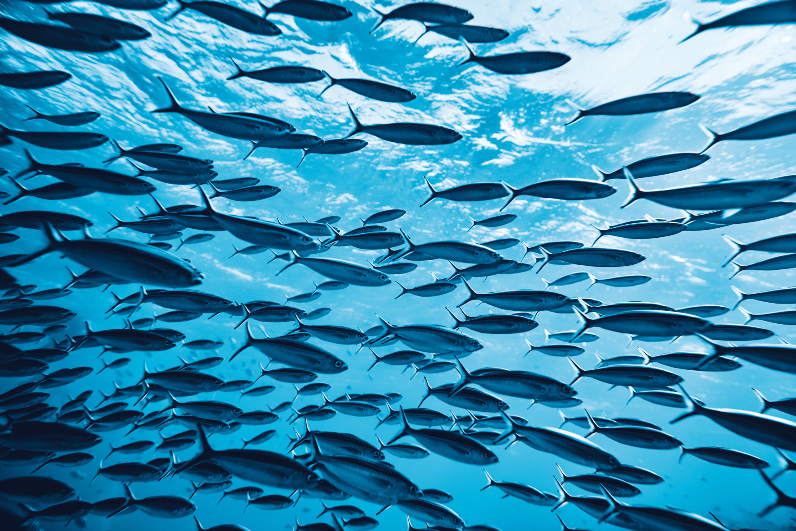 Blue Bond Could Help Replenish Ocean Fish Stocks By 40 Esg Clarity